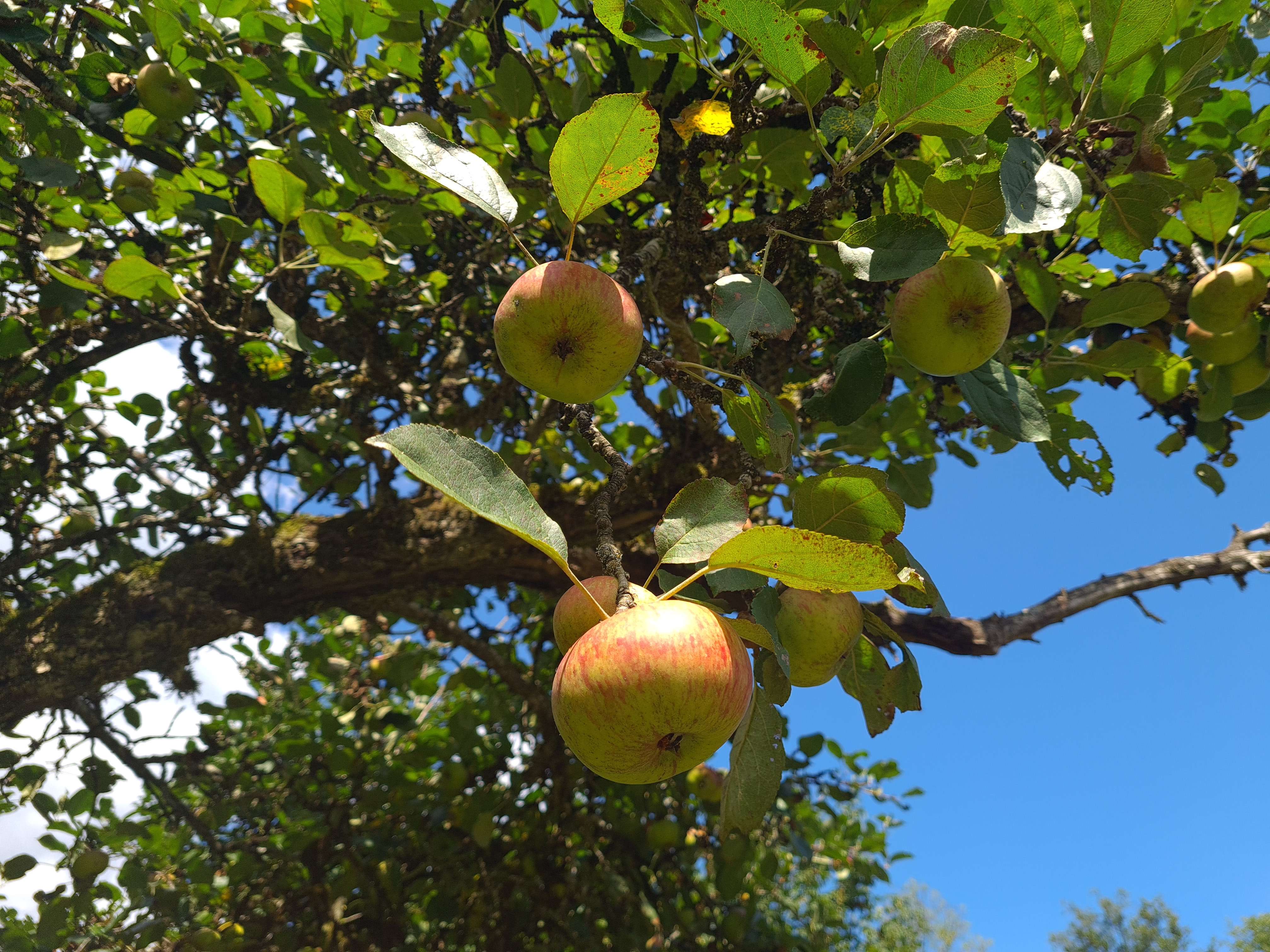 Geerntete Äpfel
